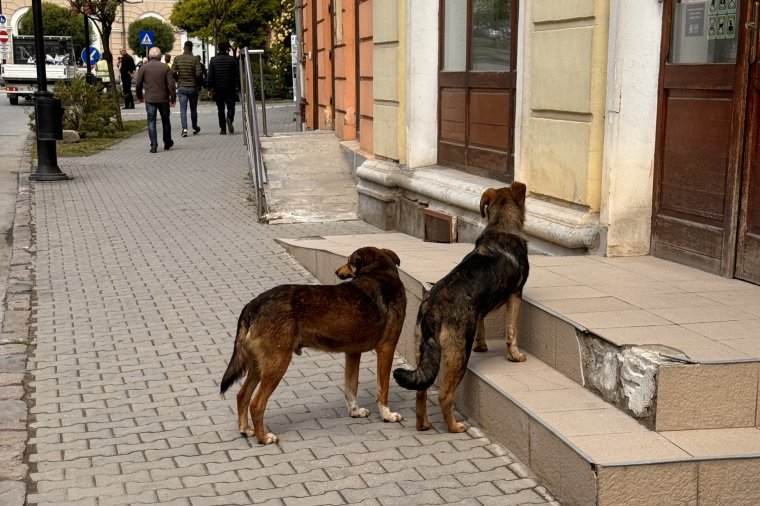 Célzottan keresik a kóbor ebeket Sepsiszentgyörgyön