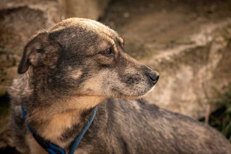 Júliusban is nyílt nap a szépmezői kutyamenhelyen