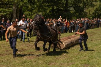 Láncfűrésszel faragják a virágtartókat