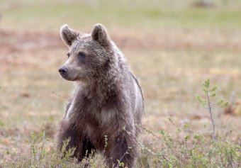 Hétfőn Madéfalván, kedden Tölgyesen riasztottak medve miatt
