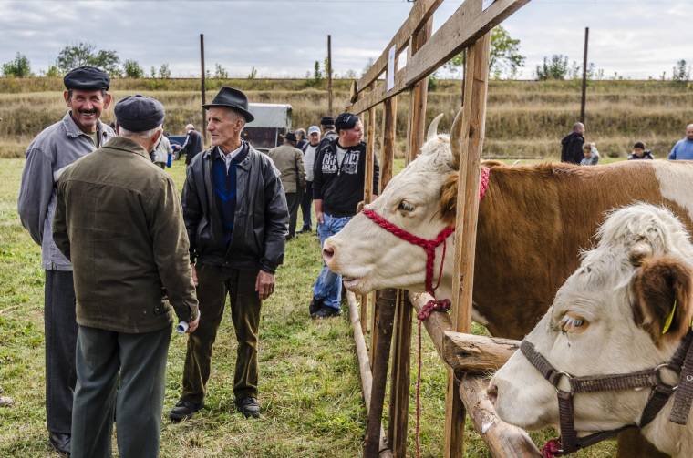 Egyre több a törzskönyves állat Hargita megyében