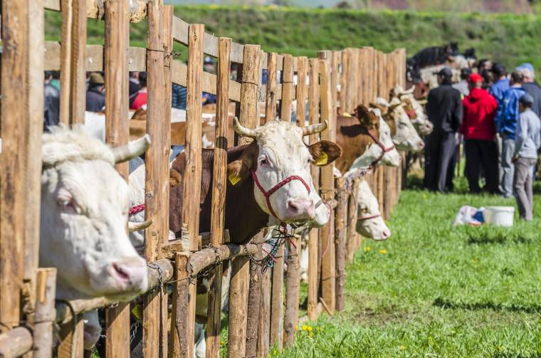 Erdélyi riadó a kéknyelv-betegség miatt