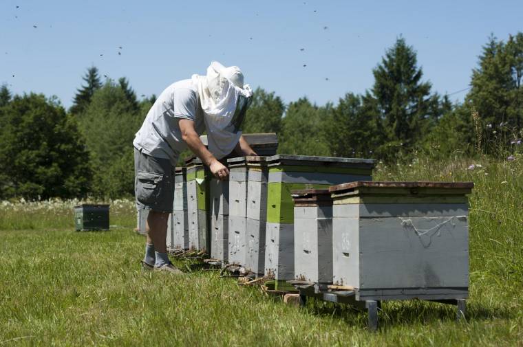 Támogatást ígérnek a gazdáknak a gyenge méztermés miatt
