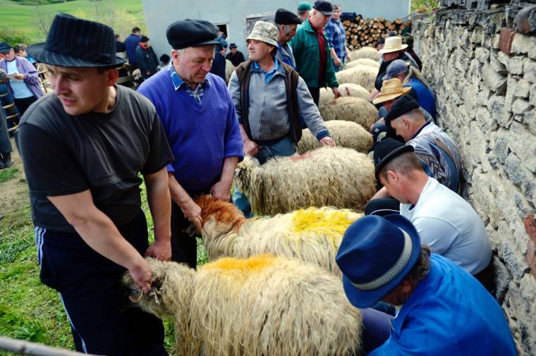 Ünnepi juhmérés és állatmustra Mérán