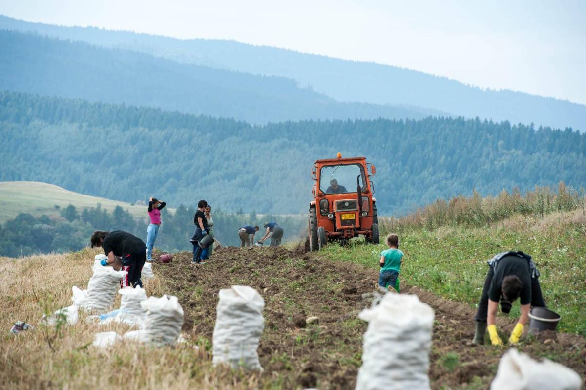 Üdvözlik a pityókafeldolgozó elindításának ötletét a csíki gazdálkodók •  Fotó: Kristó Róbert