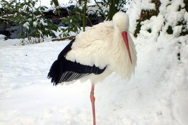 Erdély-szerte hazaérkeztek a gólyák