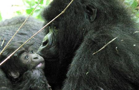 Hegyvidéki gorilla született Kongóban