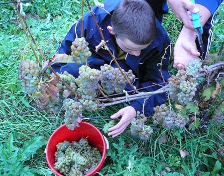 A papok bora a borok királya