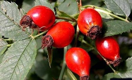 A C-vitamin gyümölcse: a csipkebogyó 