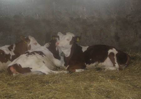 Farm svájci mintára