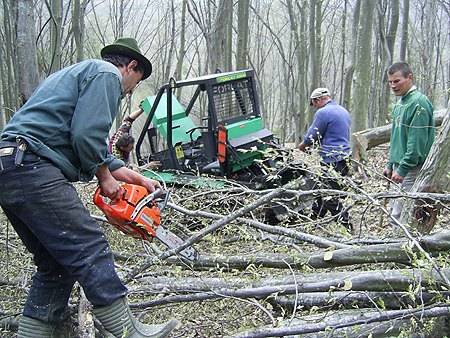 Gyérítésből szerzik az alapanyagot