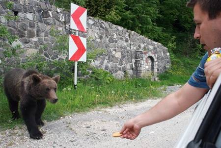 Lelövetnék a vadakat