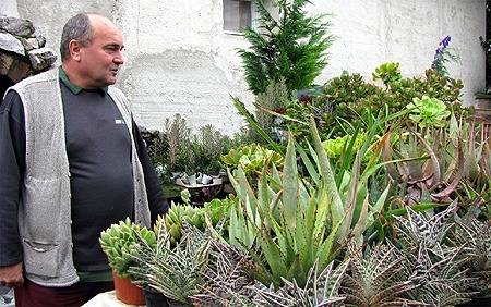 A kaktuszok szerelmese