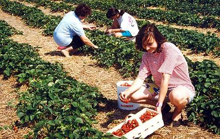 Nadrággyárból az eperföldre
