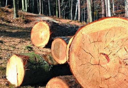 Hadüzenet az erdőirtásnak