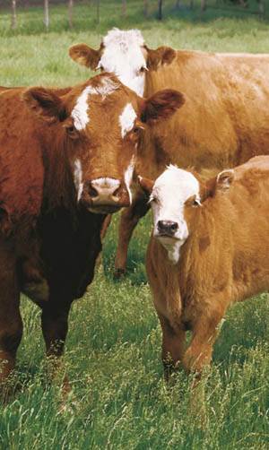 Cowboyoktól tanult a polgármester