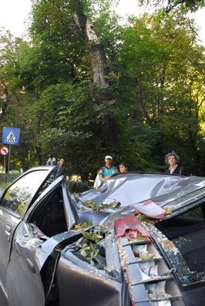 Kiöregedő fák: néhol mentik, néhol kivágják