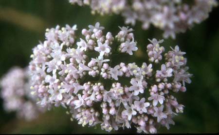 &bullet;  Fotó: Krónika