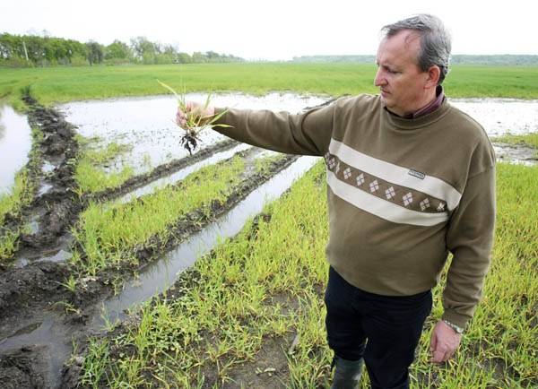 Elvitte az árvíz az idei búzát