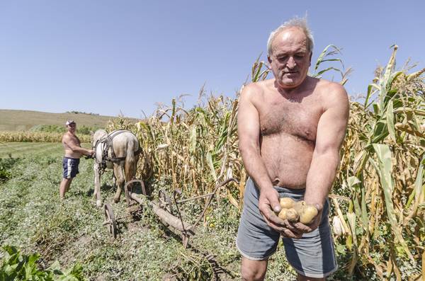 Aszálykárok: segélyt kaphatnak a gazdák