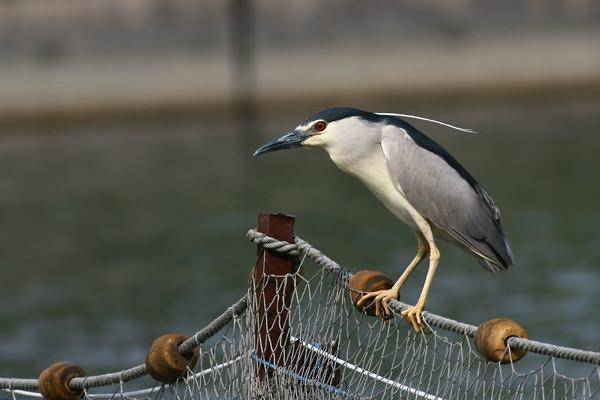  Műfészkek a hazatérő bakcsóknak