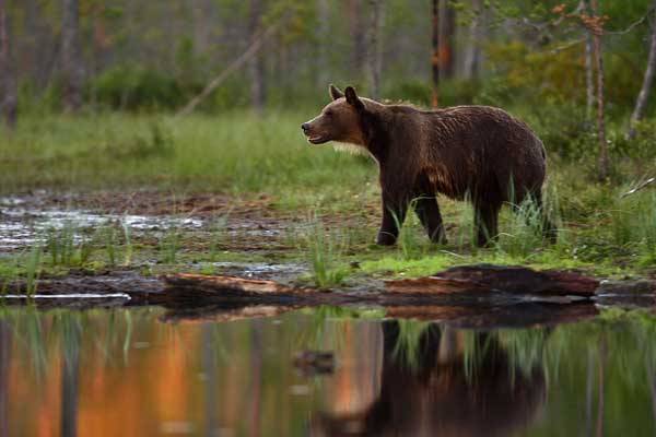 A medvék okozta károkat szeretnék megelőzni Kovászna megyében
