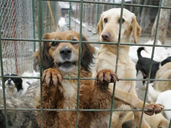 Alkotmányellenes a kóborkutya-törvény