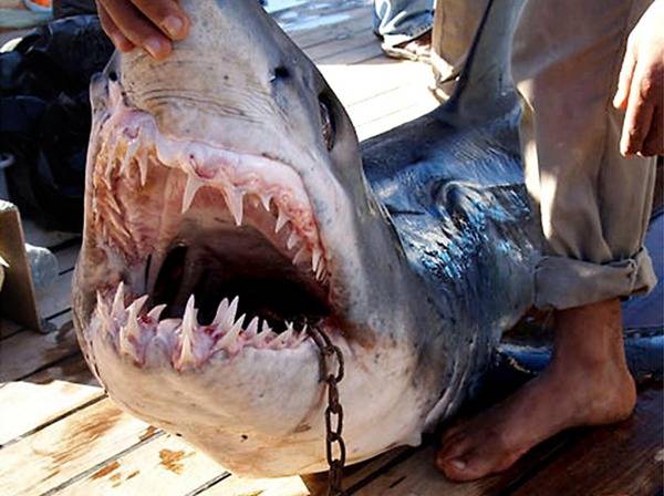 Egyiptomi tisztségviselők szerint a Moszad állhat a múlt heti cápatámadás hátterében 