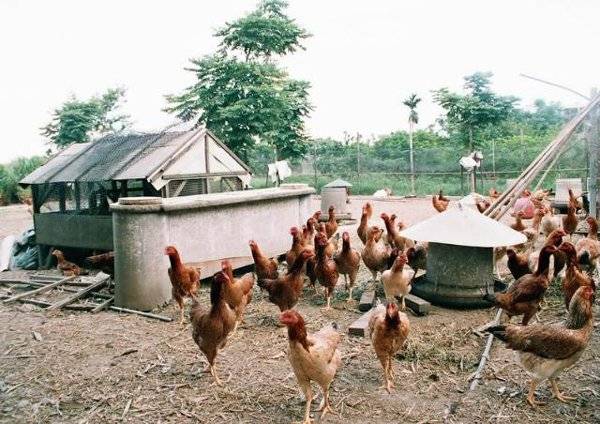 Szárnyal a baromfipiac