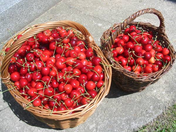 Rétes, pite, befőtt, mártás – cseresznyéből