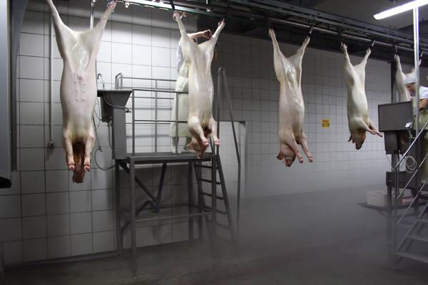  Újraindulhat a sertéshúsexport