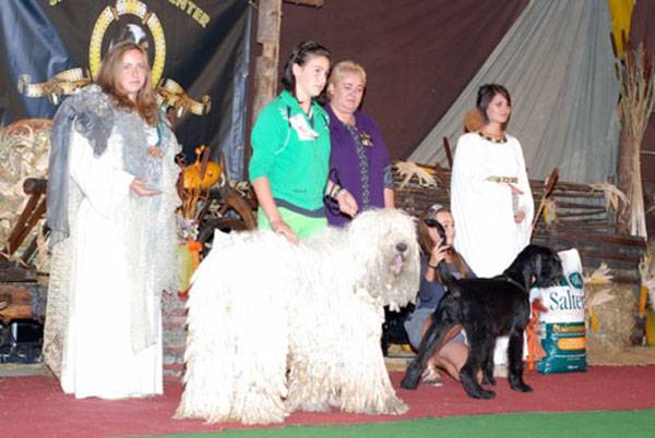 Egyik kutya, másik eb