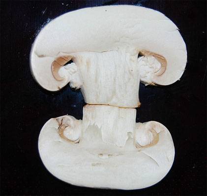 Nyári gombás ételek ebédre, vacsorára