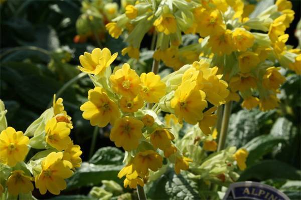 A tavaszi kankalin (Primula veris) mint gyógynövény