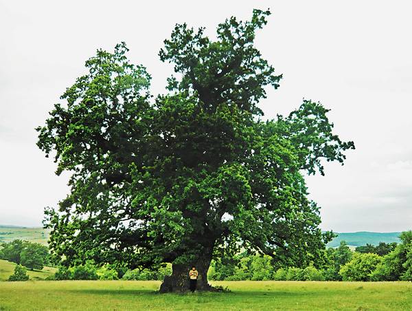 Csíkszentlélek hársa az Év Fája Európában