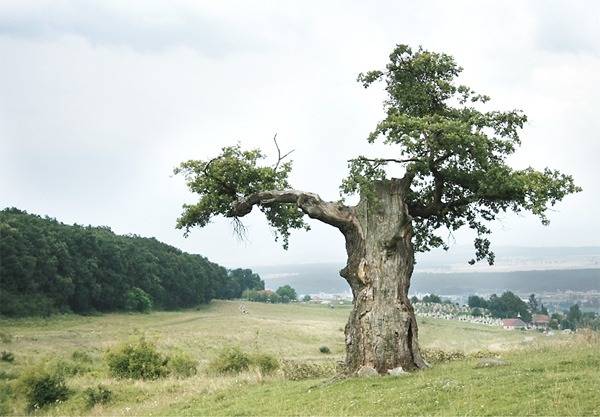 Tölgyek, hársak vetélkedője