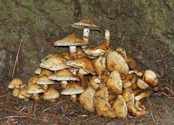 Gombanapok Sepsiszentgyörgyön