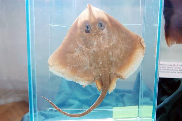 Tengeri állatok tárlata a szatmárnémeti múzeumban 