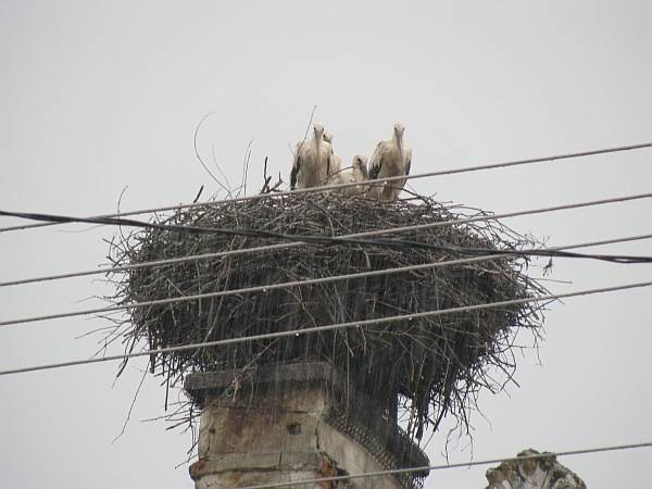 Tizedeli a gólyákat az időjárás