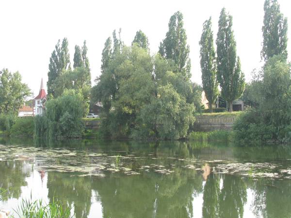 Szárazságtól hínáros a Sebes-Körös