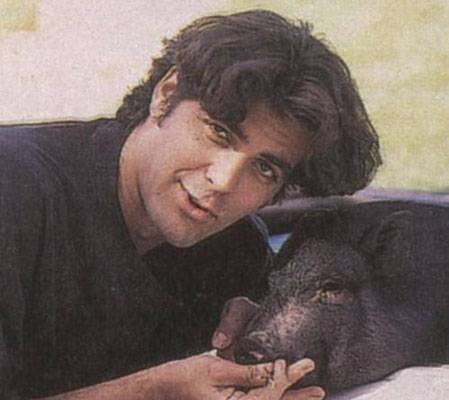 Clooney és a disznó