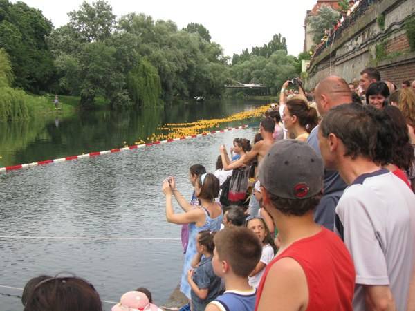 Kacsaverseny  a Sebes-Körösön