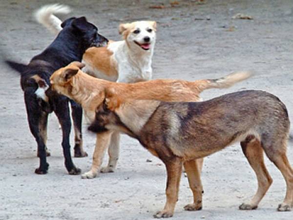 Eutanáziát is lehetővé tesz az elfogadott kóborkutya-törvény
