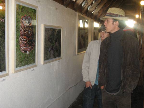 A fenyő olyan, mint az ember