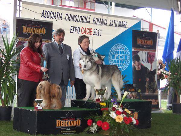 Kutyakiállítás Szatmárnémetiben