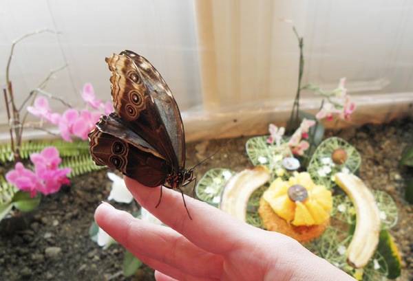 Egzotikus országból érkezett élő lepkék láthatók a székelyudvarhelyi múzeumban
