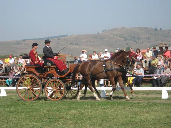 Lovasnapok Gyergyószentmiklóson