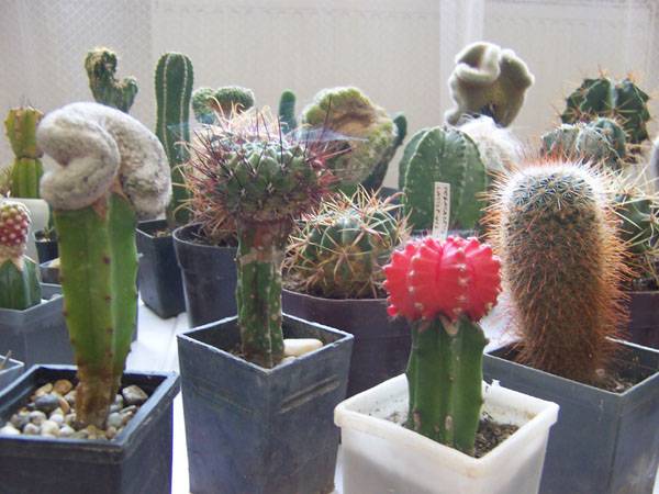 &bullet;  Fotó: A szerző felvétele