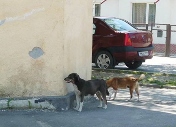 &bullet;  Fotó: A szerző felvétele