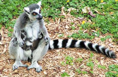 Evolúció: a hiányzó láncszem